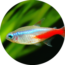 Tetra pet on sale fish